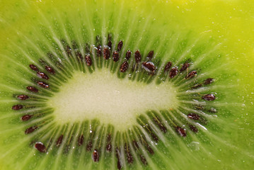 Kiwi in close-up