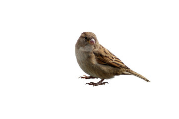 Spatz