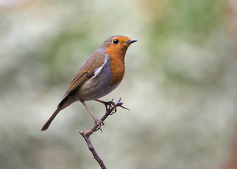 Garden Birds - European Robin