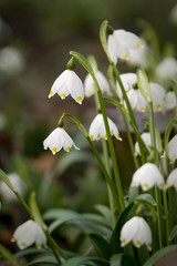 Snowdrops