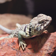 Fototapeta premium Halsbandleguan