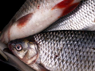 fisch