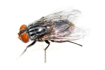 Fly