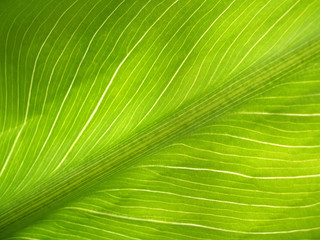 Hoja