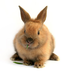 Happy cute easter bunny rabbit eating grass, isolated on white background