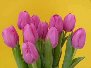 Tulpen