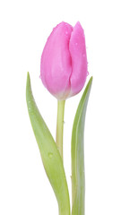 Tulpe