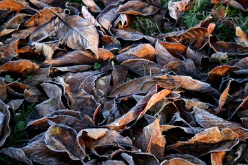 autumn frost