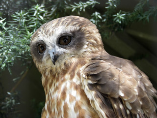 boobook owl