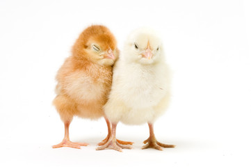 Fototapeta premium A Pair of Easter Chicks