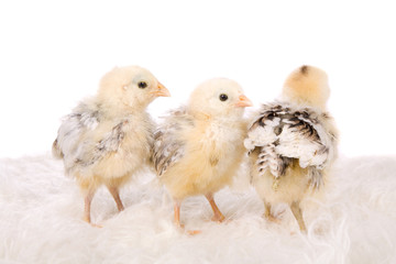 Looking the other way