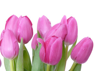 Fototapeta premium Dzień Matki, tulipany