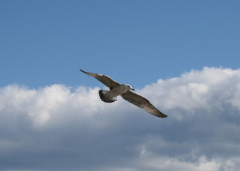 Seagull