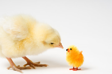 Curious Easter Chick and His Friend
