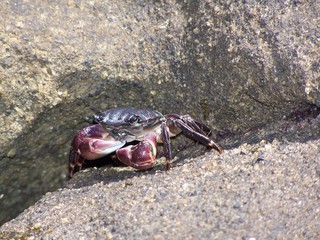 Crab