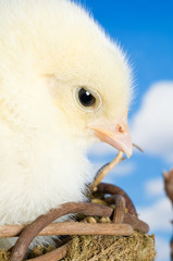 Easter Chick Headshot
