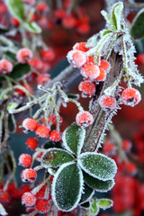 firethorn pyracantha in winter