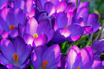 crocuses