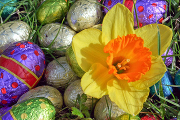 easter egg with daffodil