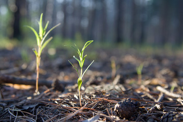 Sprouts at piny wood