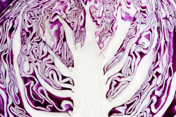 Obraz premium Red cabbage contour