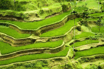 Green rice terraces in Bali, Indonesia