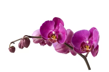 Fotobehang Orchidee Tak van orchidee, uitknippad inbegrepen