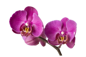 Fototapeta na wymiar Orchid branch, clipping path included