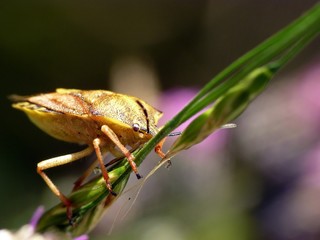 Nördliche Fruchtwanze