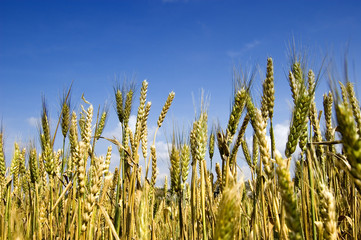 Obraz premium yellow grain against blue sky