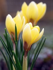Naklejka premium Krokus