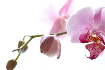 Orchidee