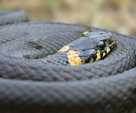 Grass-snake