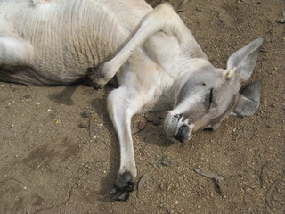 sleepy kangaroo