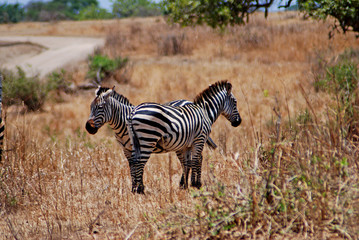 Zebre nella savana africana