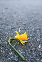 Fototapeta na wymiar A daffodil