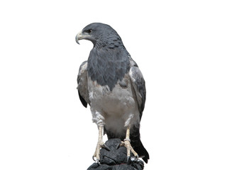falco peruviano