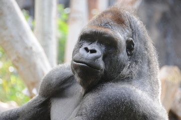 gorilla