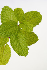 Branchlet of mint