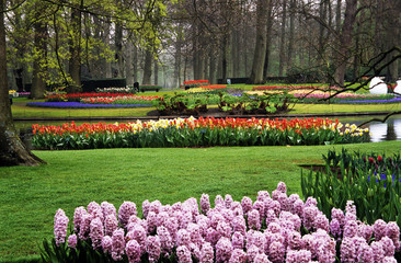 Hyacinths and Tulips at Keukenhof