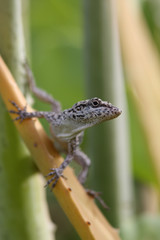 Anole