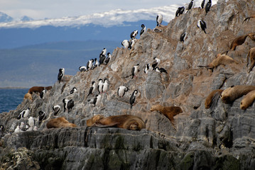 Relaxing sealions and sea birds. - 6647075