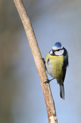 Mésange bleue Parus caeruleus 