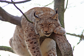 Luchs