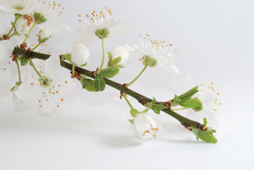 Spring arrives, blossoms on white background