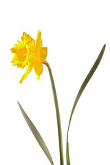 Narcissus flower isolated against white background