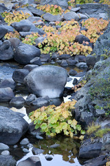 Alpine Stream with Changing Fall Foliage