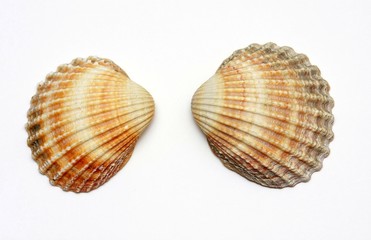 Two colorful shells