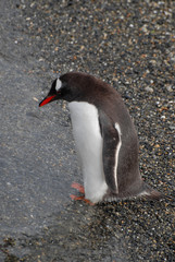 Swim or not to swim? Penguin near Ushuaia