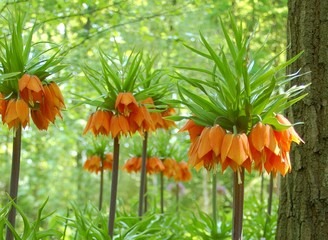 Blumenwiese. Glöckchen
